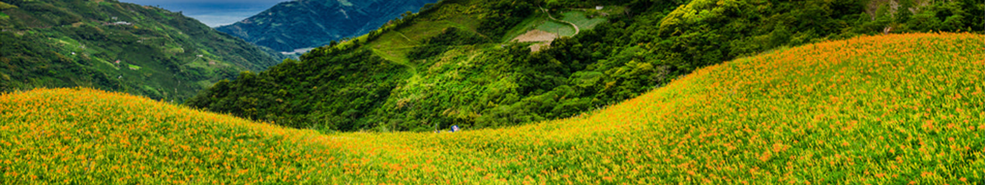 後山傳奇~花東縱谷之美~六十石山金針花3日之旅