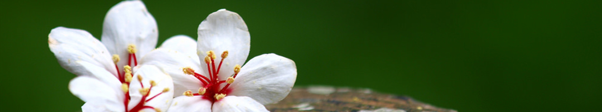 客家庄油桐花季